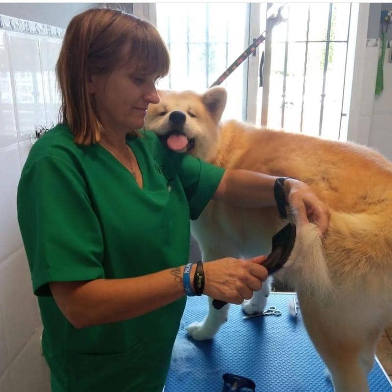 Peluquería canina Cas Menescal en Marratxí