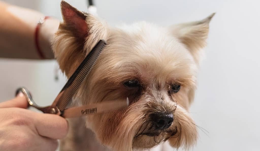 Peluquería Canina en Palma de Mallorca