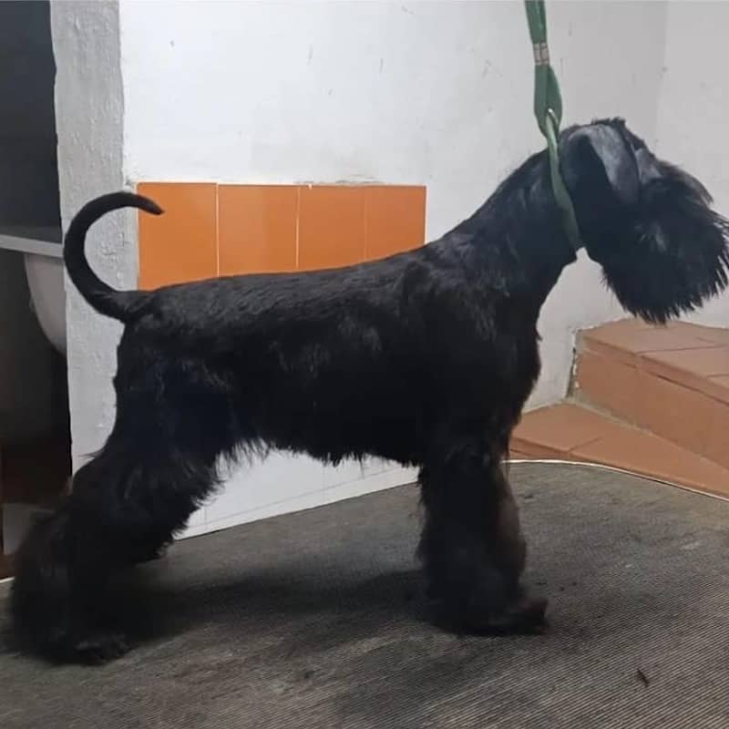 Servicio peluquería canina. Especialidad schnawzer