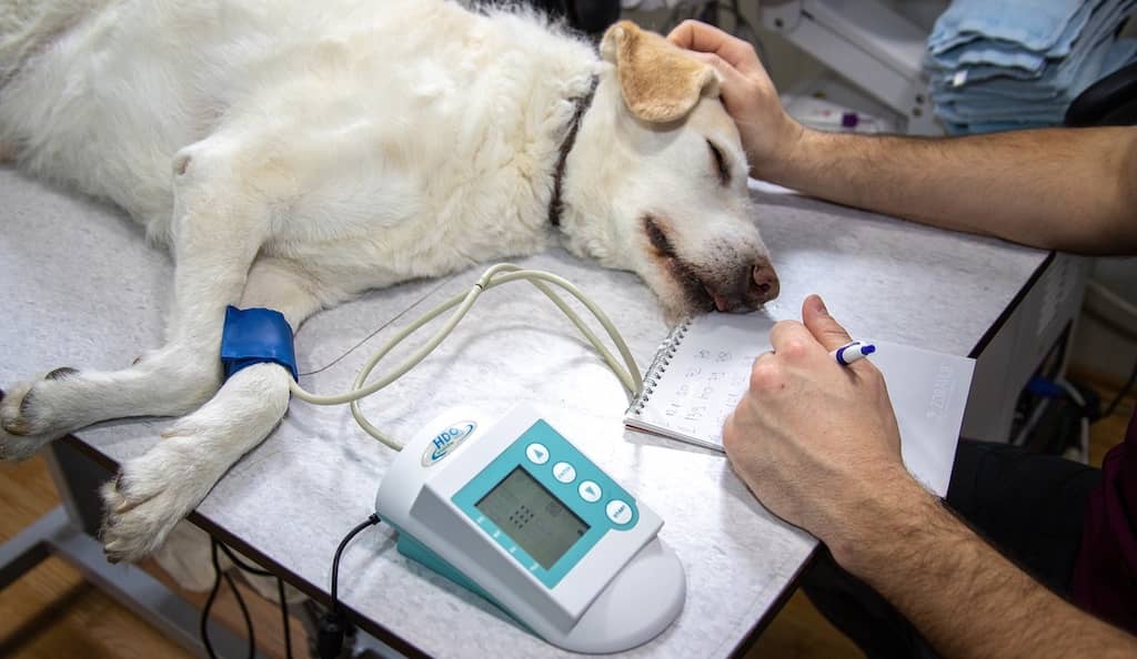Servicio de urgencias veterinarias 24 horas en Palma de Mallorca