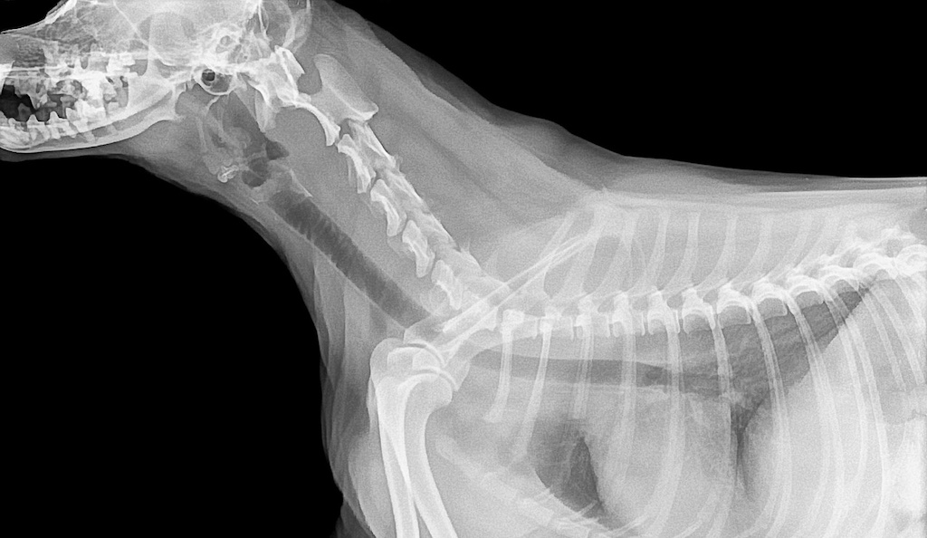 Radiografía animal, servicios veterinarios en Palma