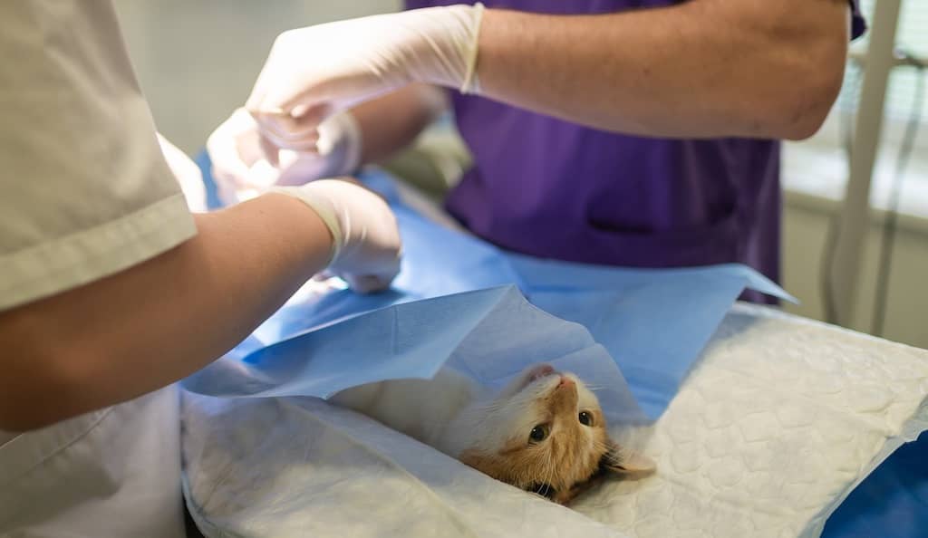 Hospital veterinario con UCI en Mallorca