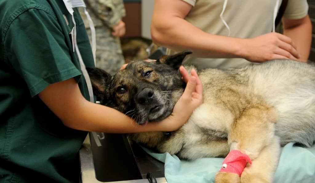 Servicios veterinarios de medicina interna