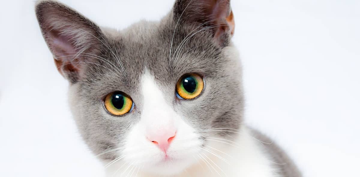 Servicio de oftalmología y cirugía ocular para animales. Servicios veterinarios