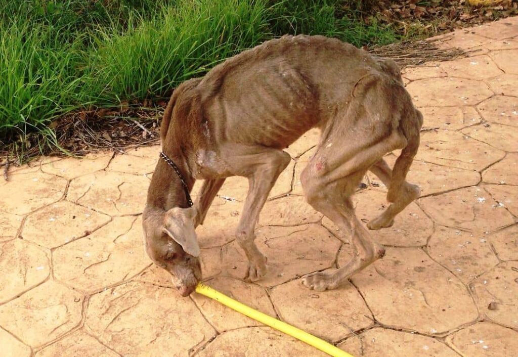 perro con leishmaniosis