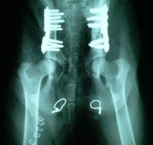 Osteotomía pélvica canina