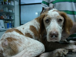 Esta perrita Bretona presenta una forma cutanea de Leishmaniosis muy severa ,pesaba 15 kg en el momento del diagnóstico y en ningún momento había dejado de comer.
