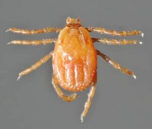 Riphicephalus Sanguineus