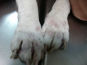 Pododermatitis en un Bull Terrier con Leishmaniosis.