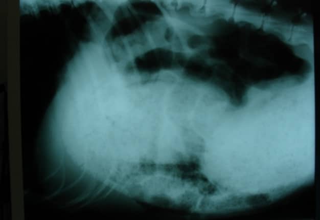 Pastor aleman que se presentó con problemas para defecar y un peso de 18 kg. RX muestra el colon enorme y lleno de heces.