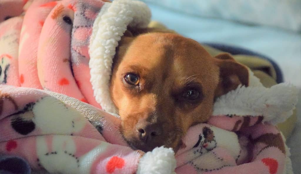 Servicio de asistencia veterinaria a domicilio