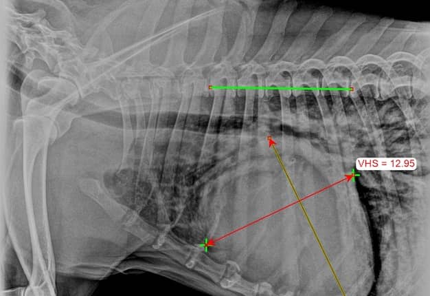 corazón de un perro con cardiomegalia se diagnostico cardiomiopatía dilatada por ecocardiografía